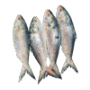 ইলিশ