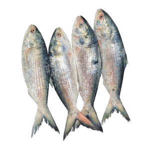 ইলিশ