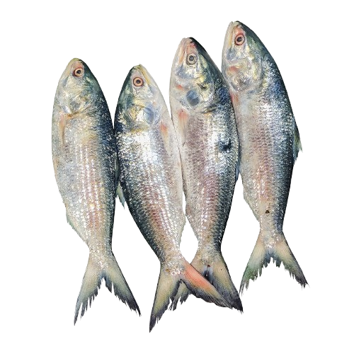 pngtree hilsa fish big size png png image_7263987 removebg preview