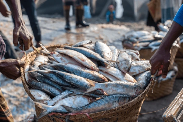 huge quantity hilsa arrives fisheryghat 600nw 2292499487