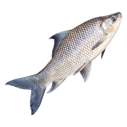 pngtree rohu carp fish png png image_6940208 removebg preview